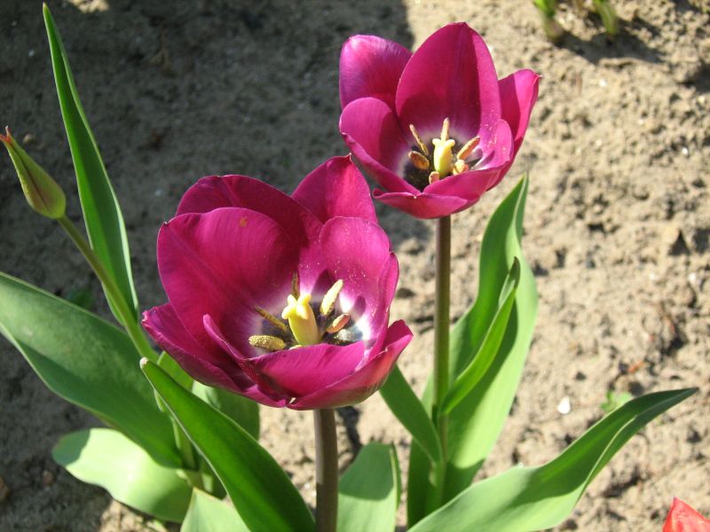 معرفی و راهنمای پرورش گیاهان زینتی فضای باز - لاله دیدیر - لاله باغی